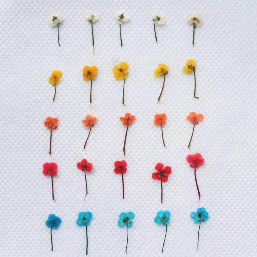 60 adet Mini Preslenmiş Kurutu - Resin Art Case incelemesi ve fiyatı