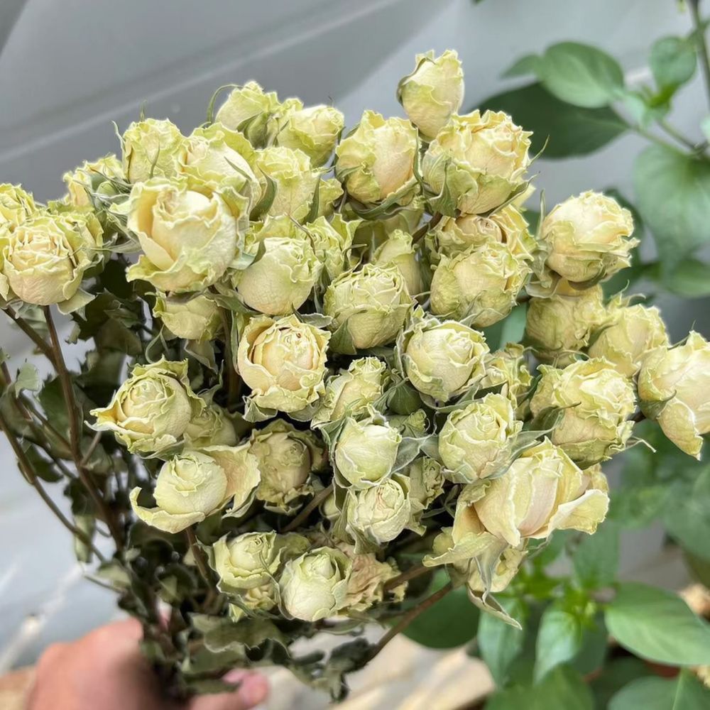 Epoksi Reçine Sanatı, Scrapboo - Resin Art Rose incelemesi ve fiyatı